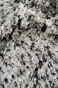 Turid mixed close up.webp
